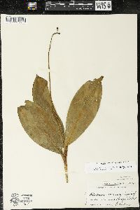 Clintonia borealis image