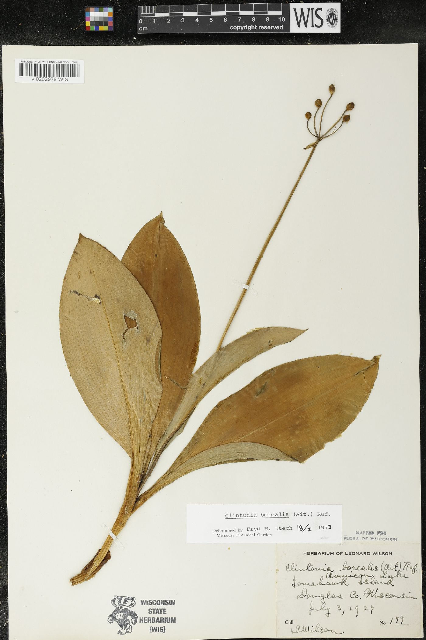Clintonia borealis image