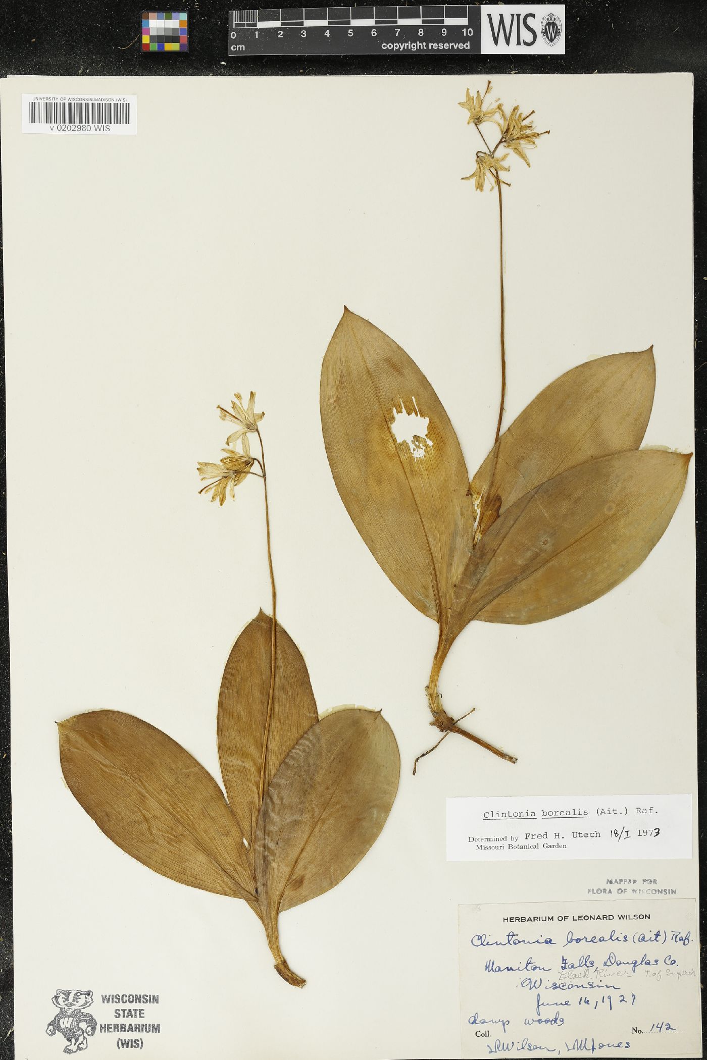Clintonia borealis image
