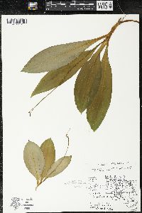 Clintonia borealis image