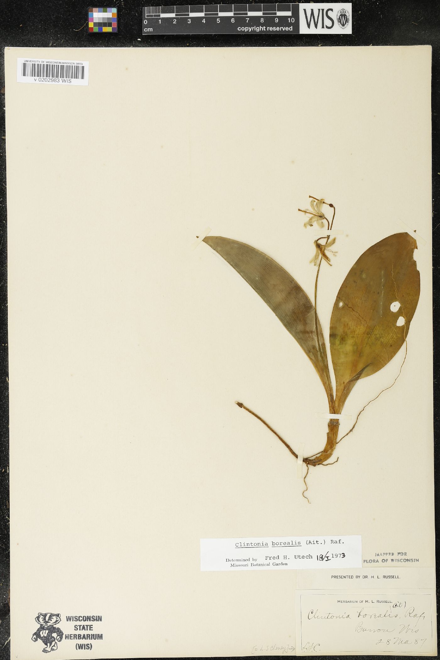 Clintonia borealis image