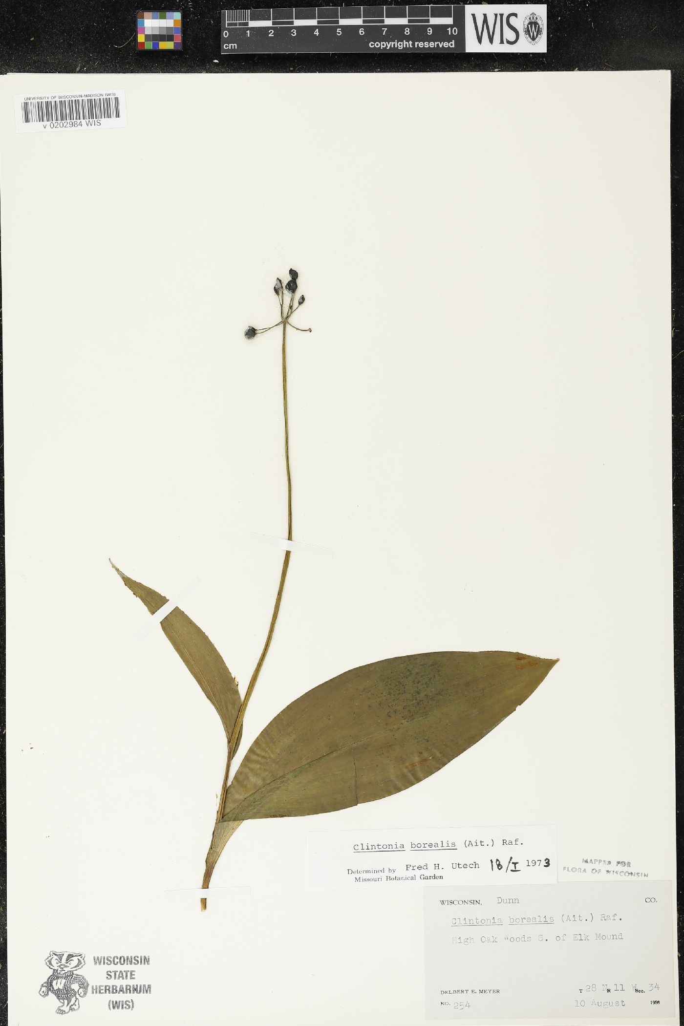 Clintonia borealis image