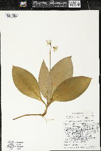 Clintonia borealis image