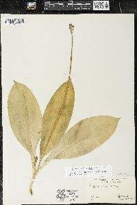 Clintonia borealis image