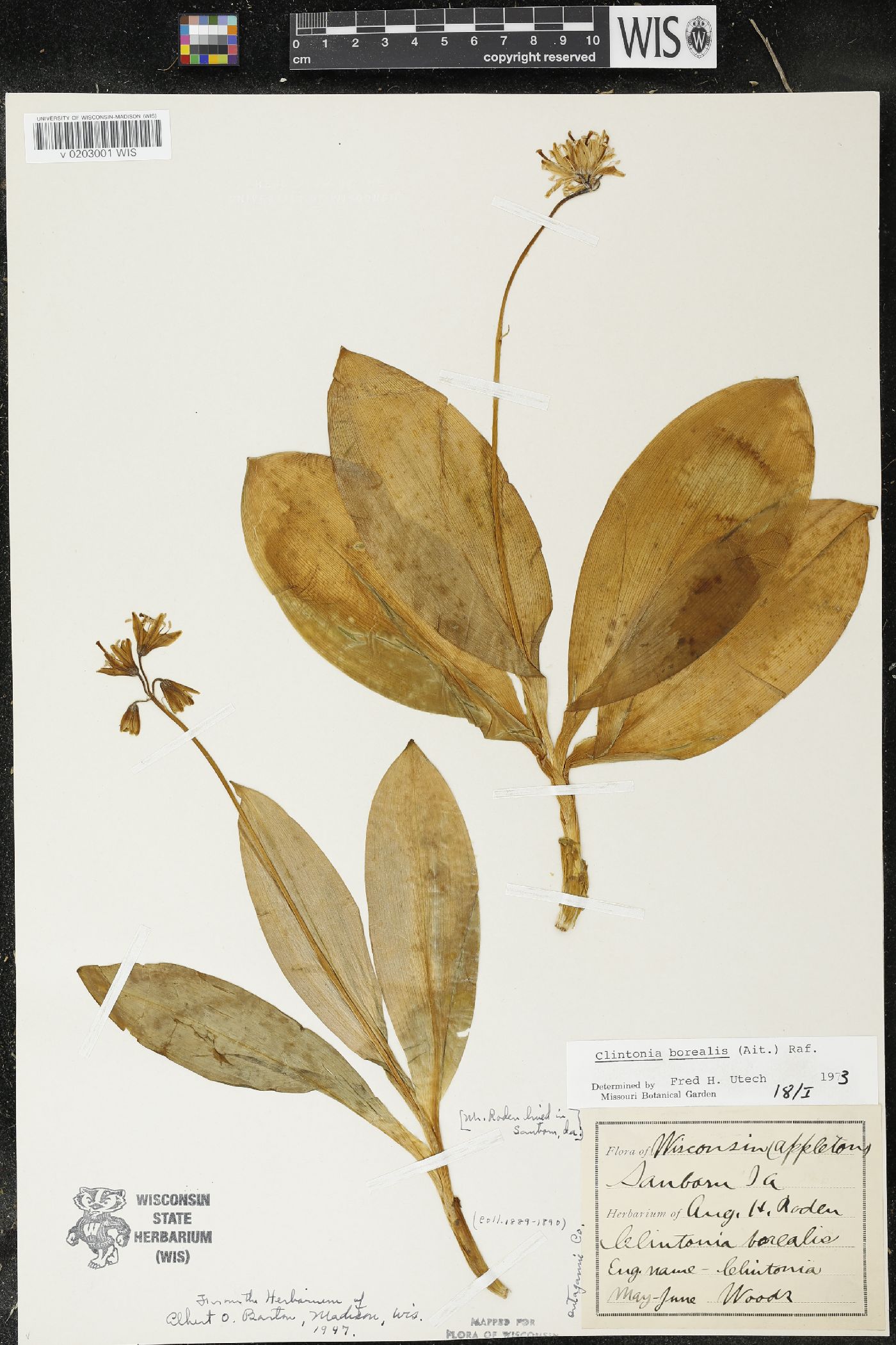 Clintonia borealis image
