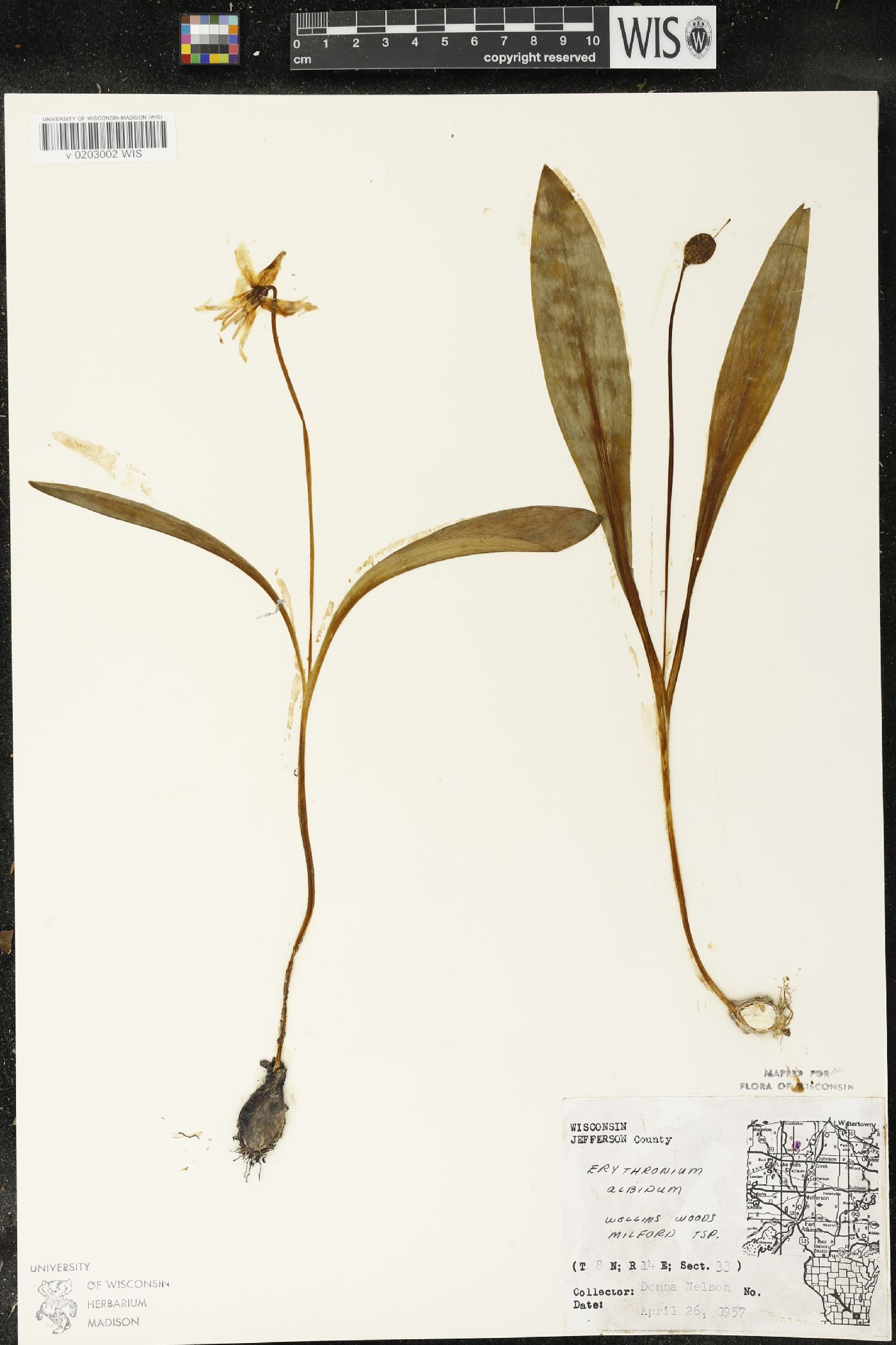 Erythronium albidum image