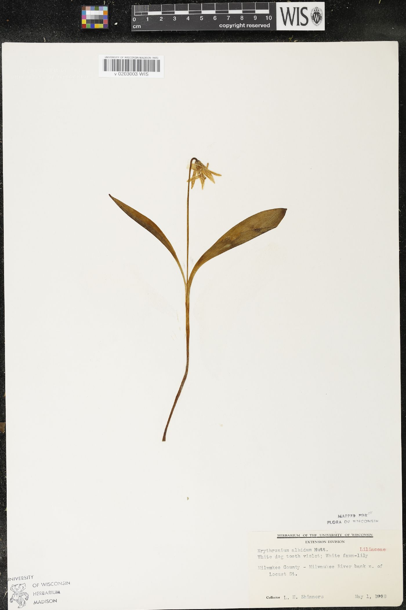 Erythronium albidum image