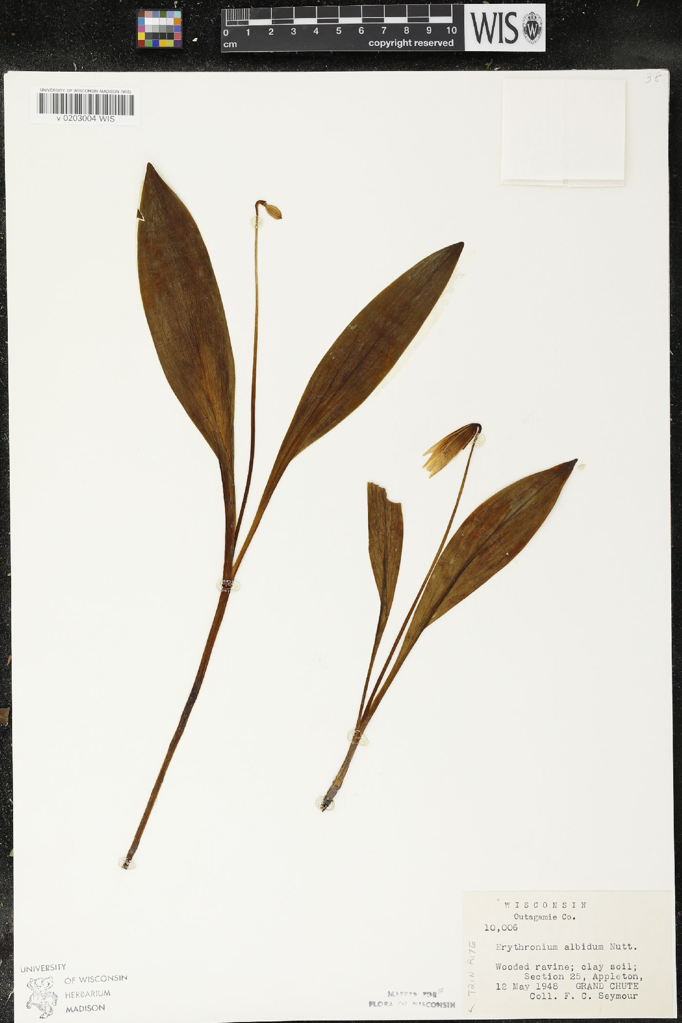 Erythronium albidum image