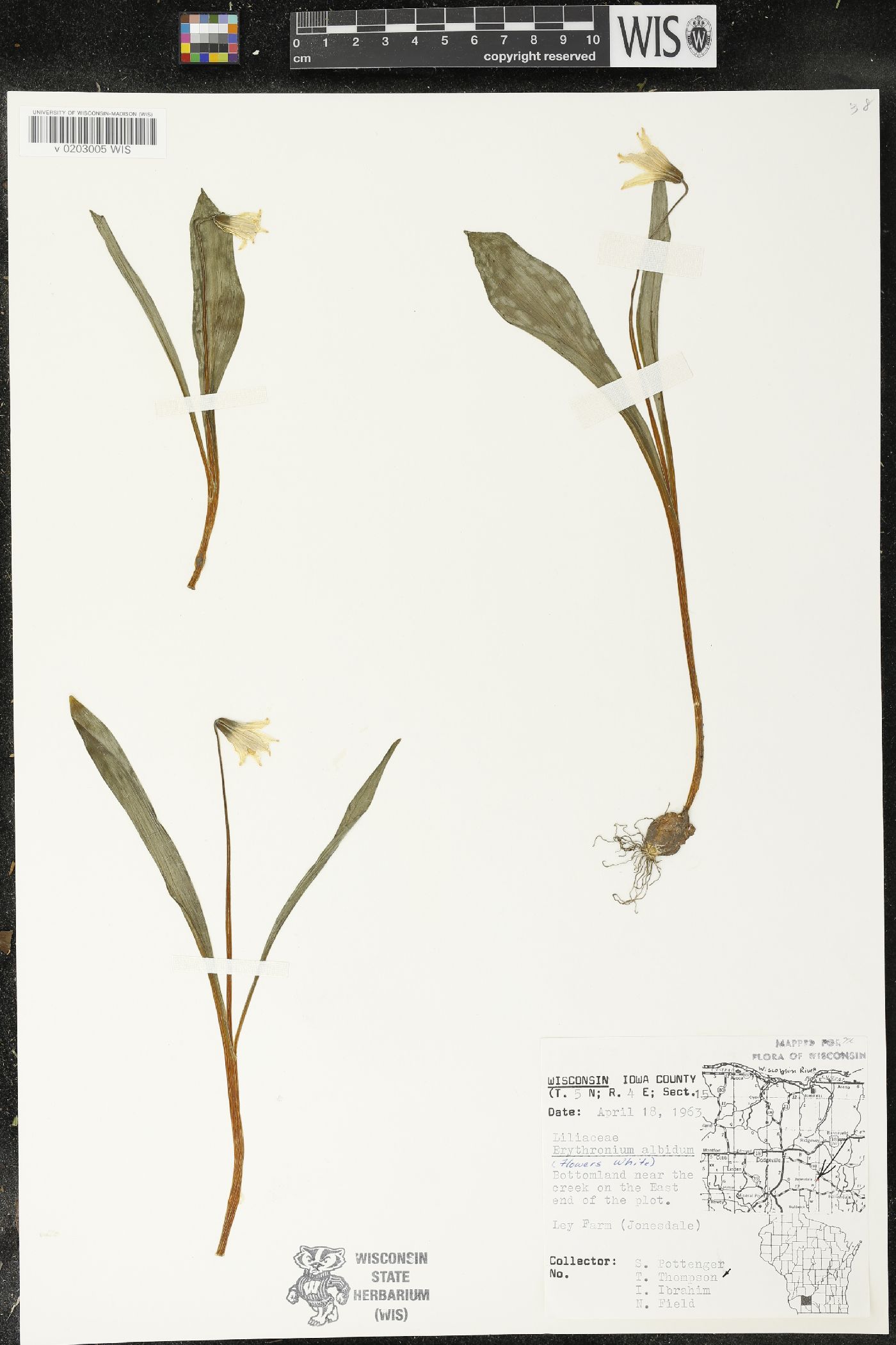 Erythronium albidum image