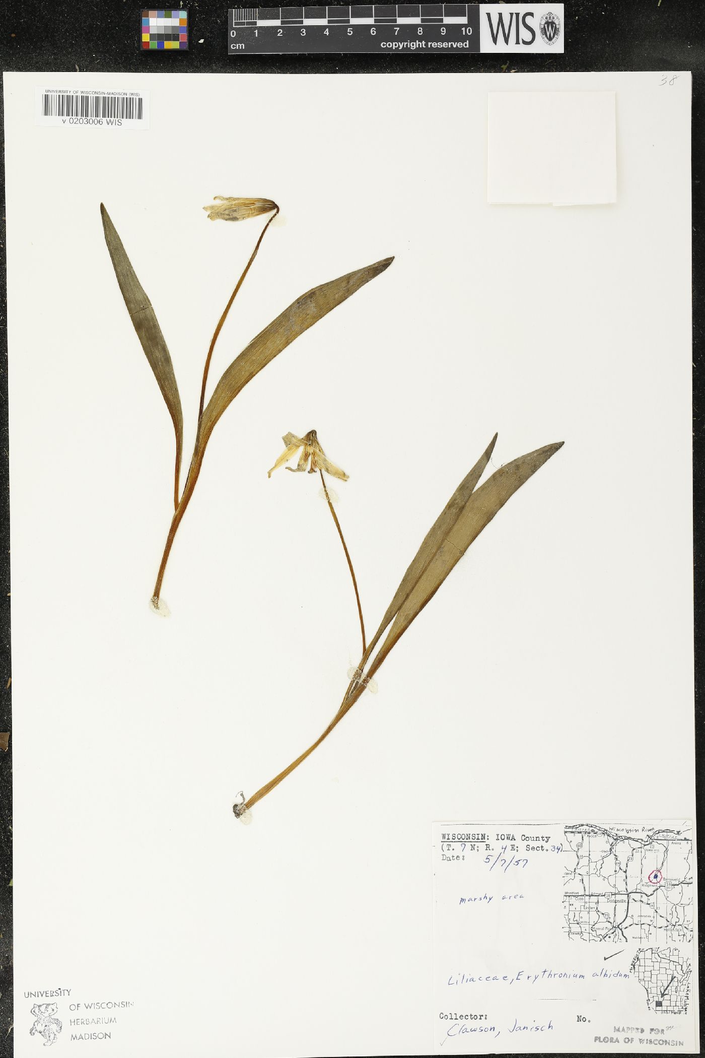 Erythronium albidum image