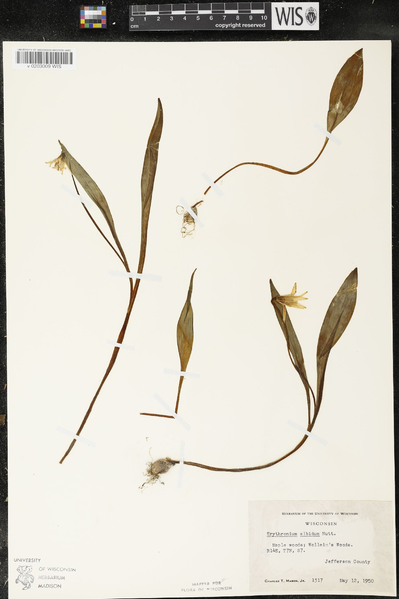 Erythronium albidum image
