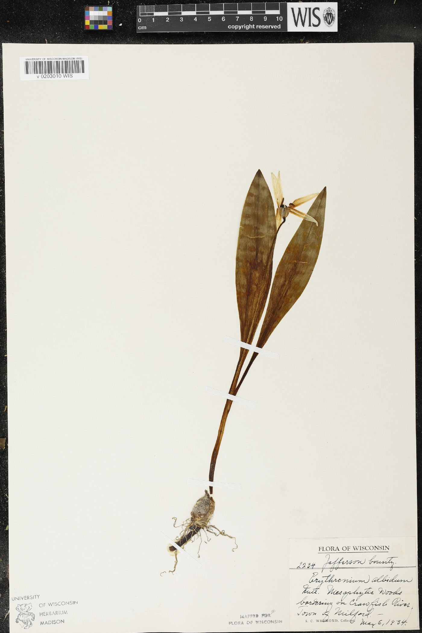 Erythronium albidum image