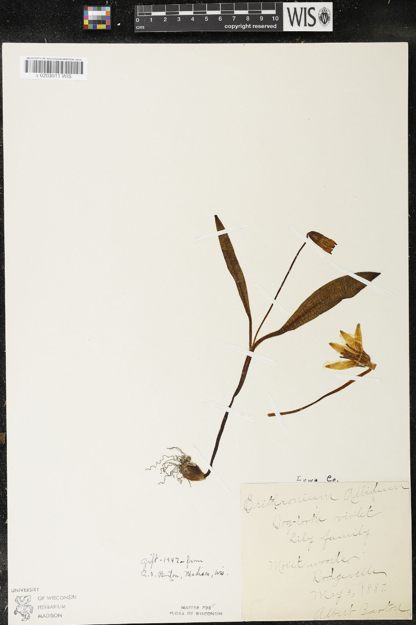 Erythronium albidum image