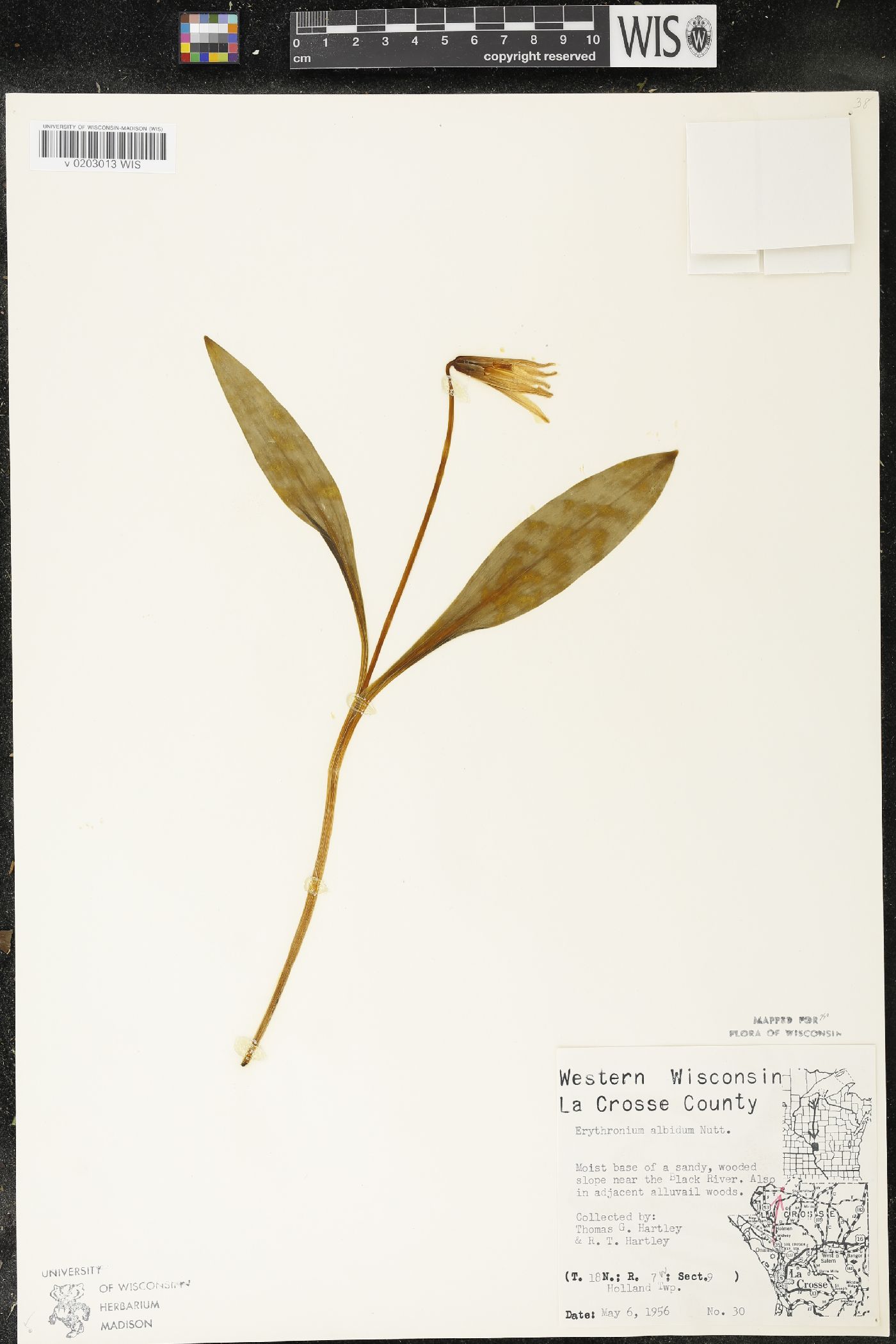 Erythronium albidum image