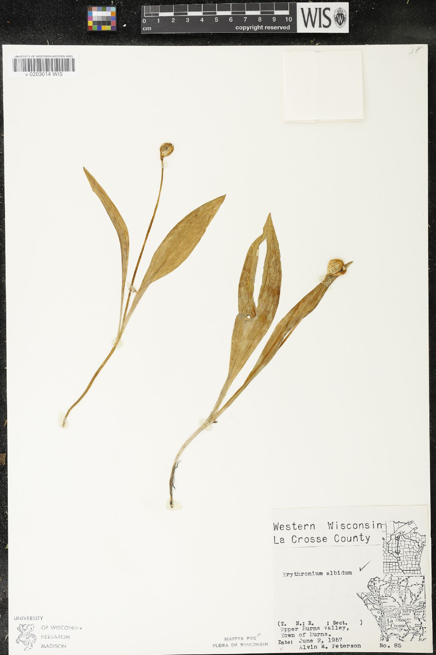 Erythronium albidum image