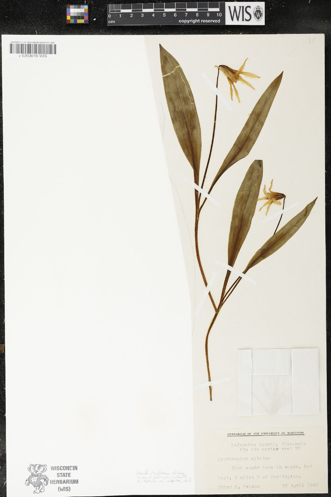Erythronium albidum image
