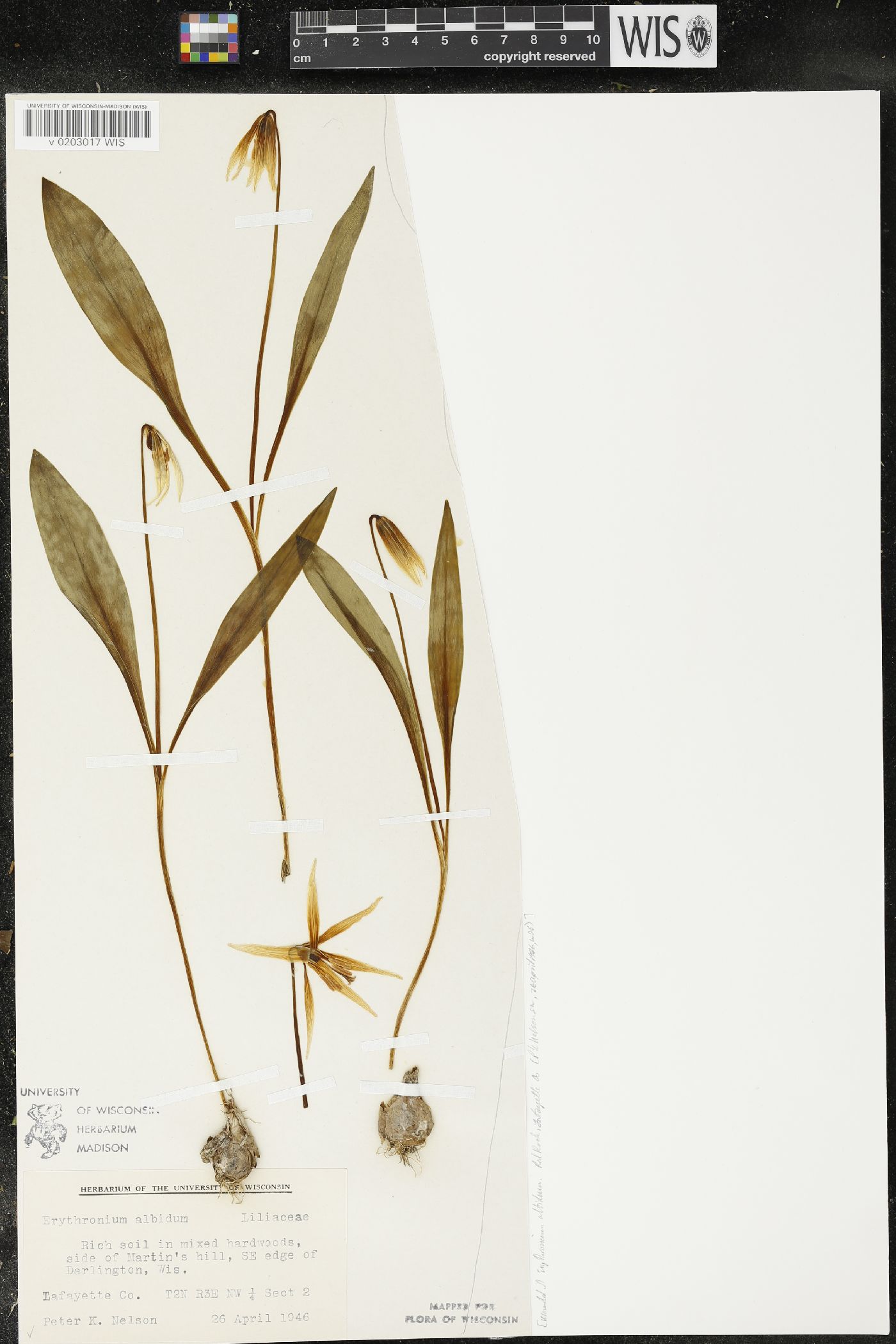 Erythronium albidum image
