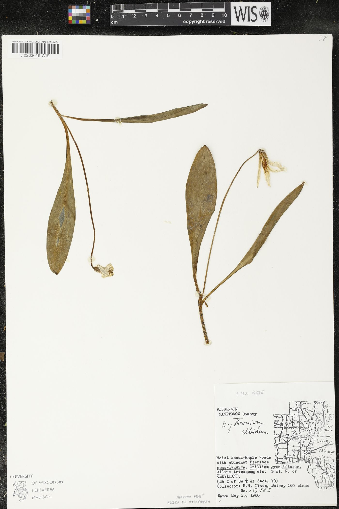 Erythronium albidum image