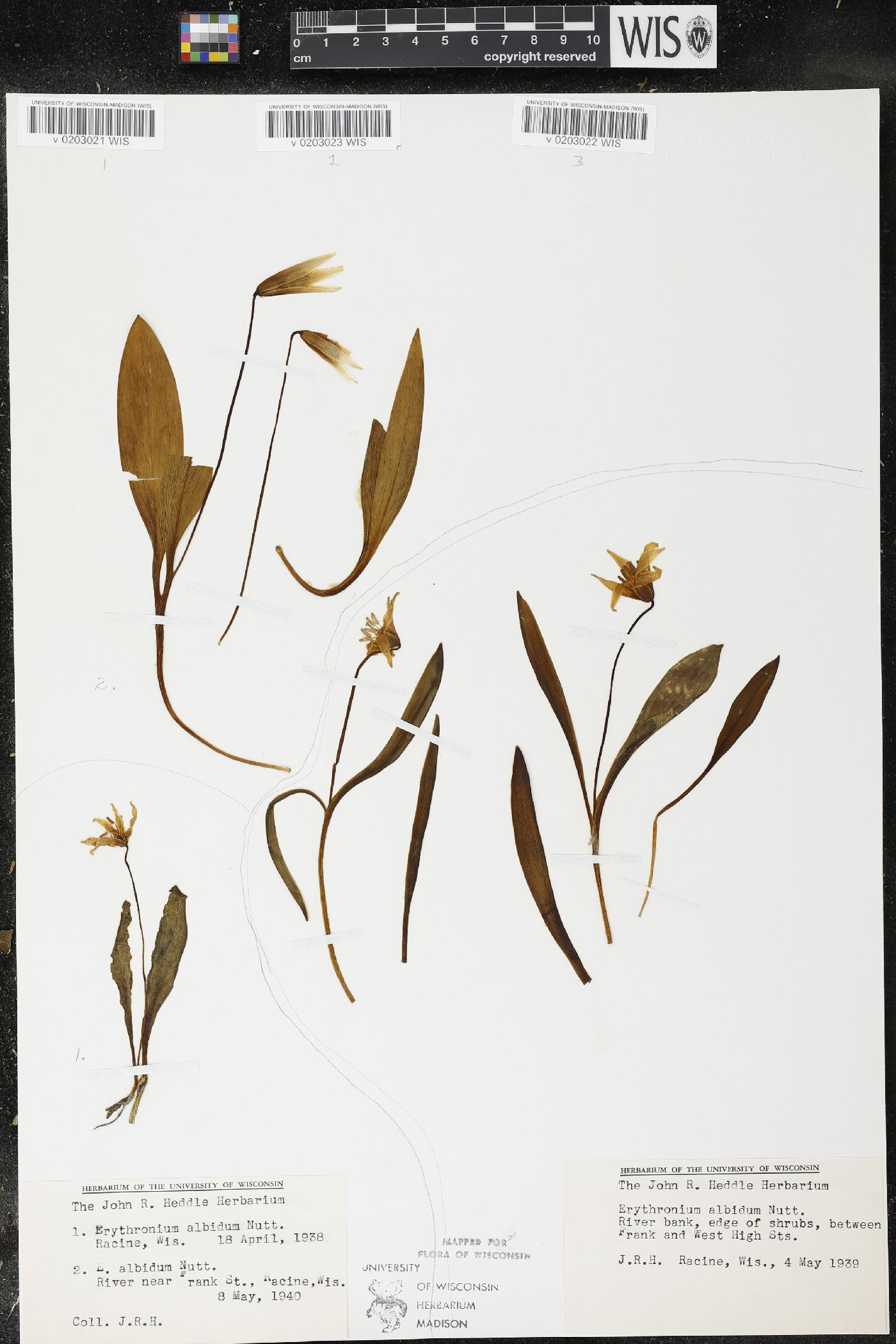 Erythronium albidum image
