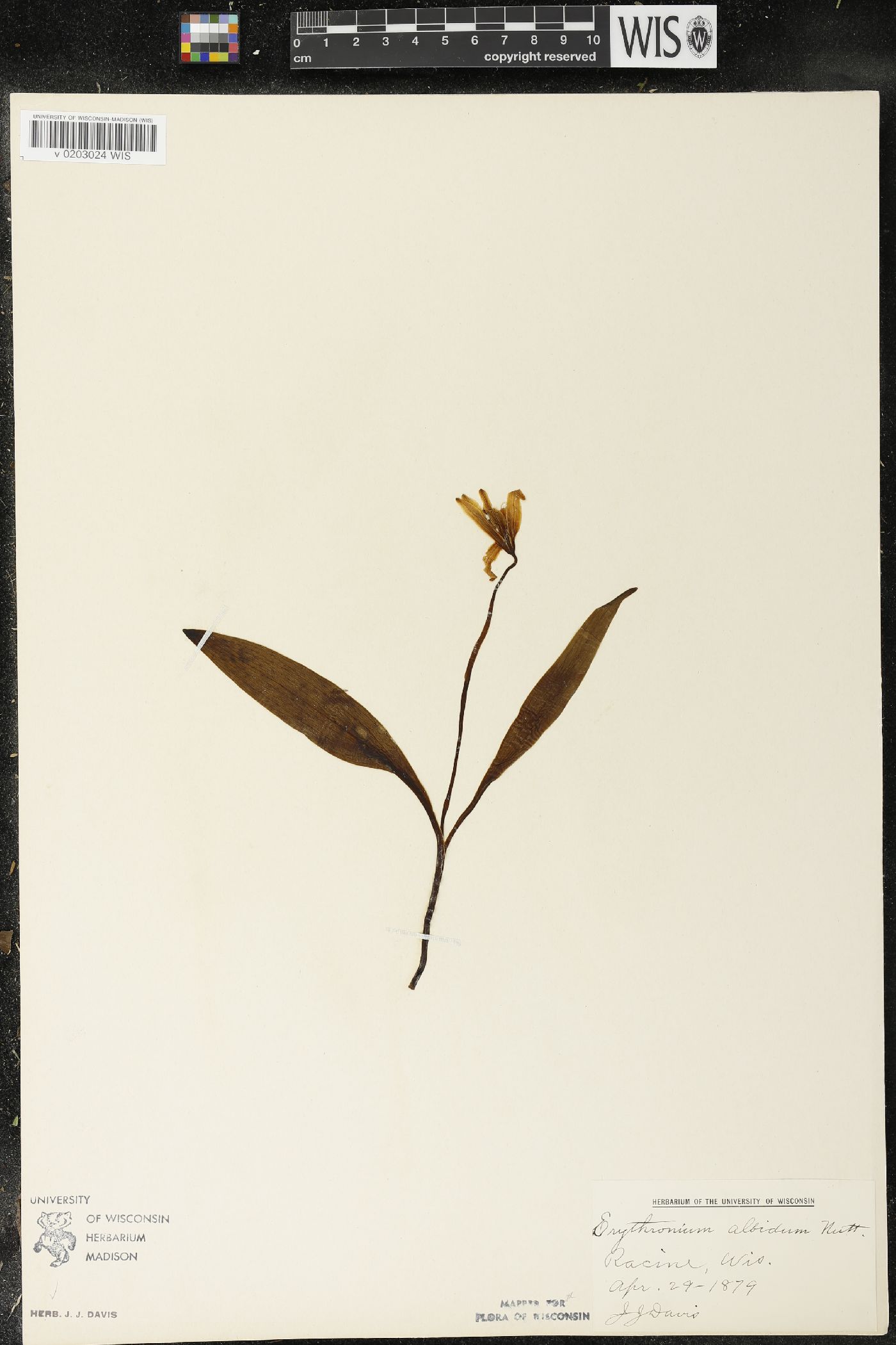 Erythronium albidum image