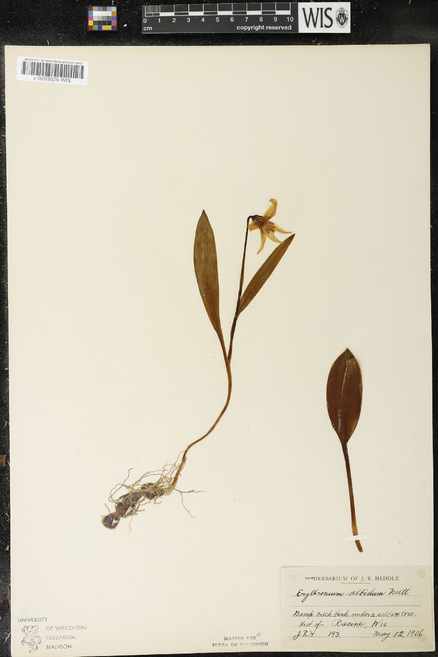 Erythronium albidum image
