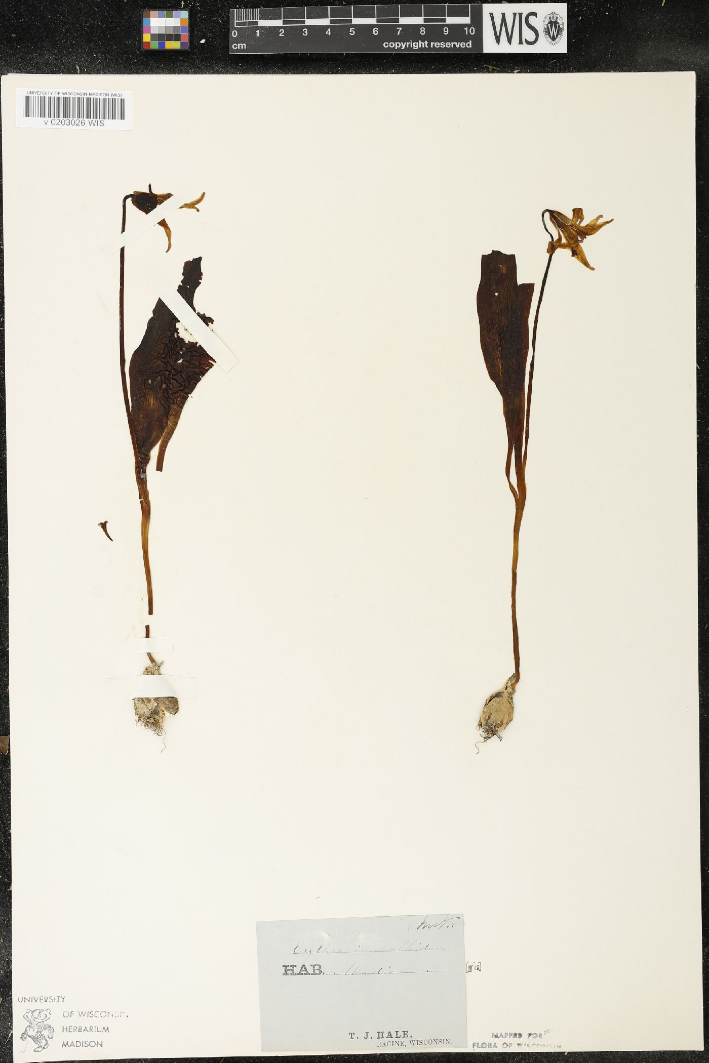 Erythronium albidum image