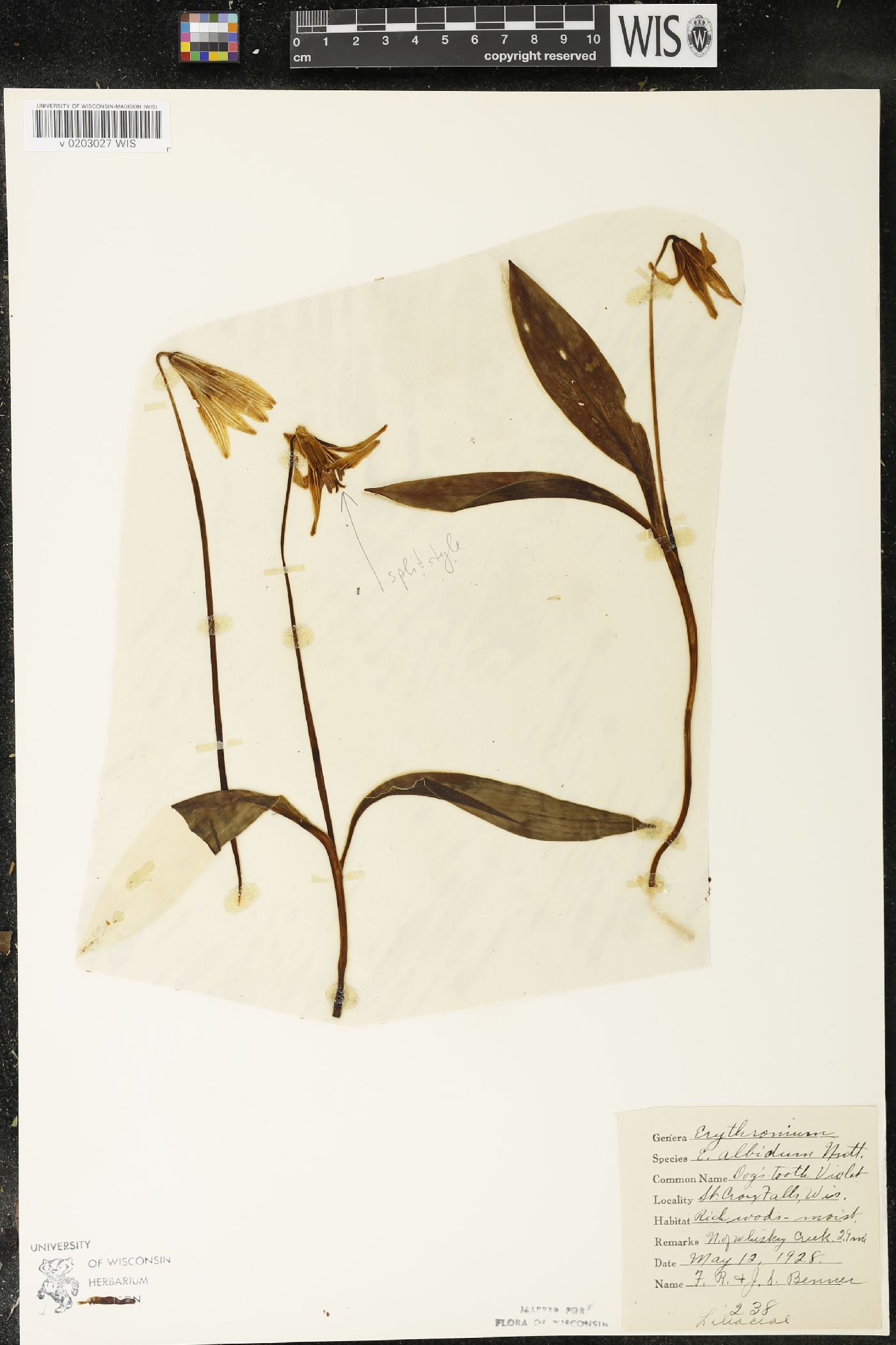 Erythronium albidum image