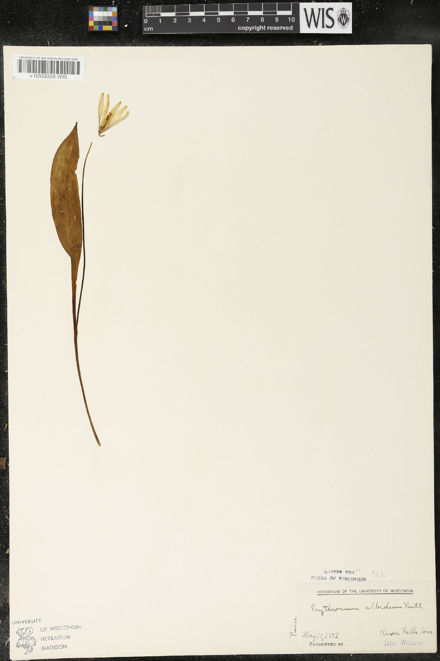 Erythronium albidum image