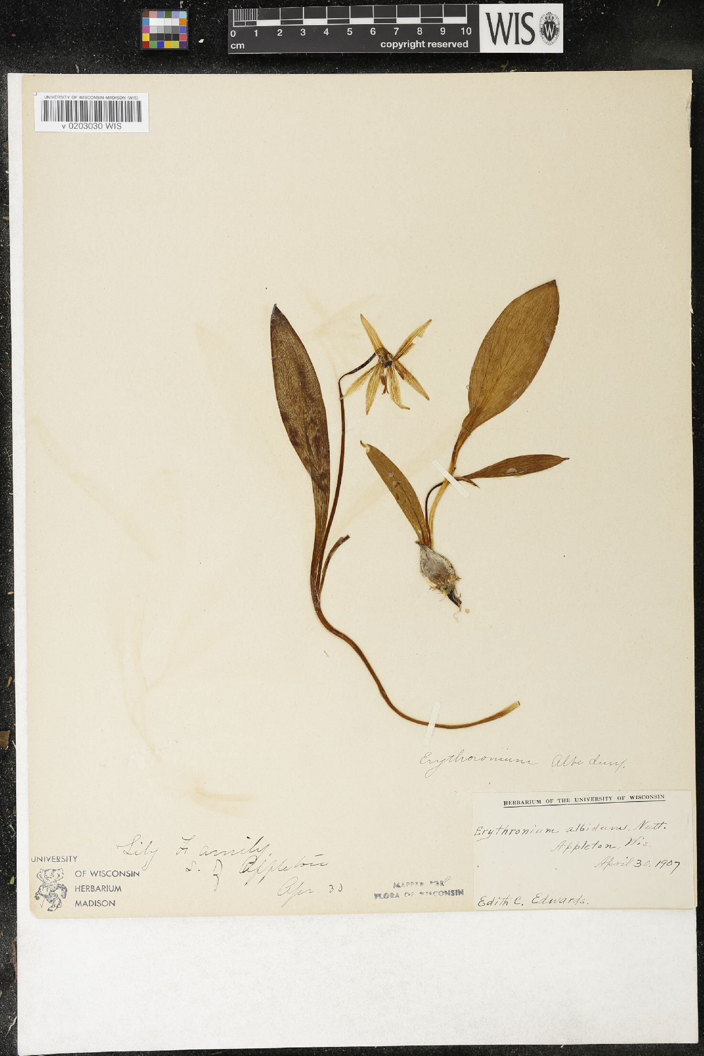 Erythronium albidum image