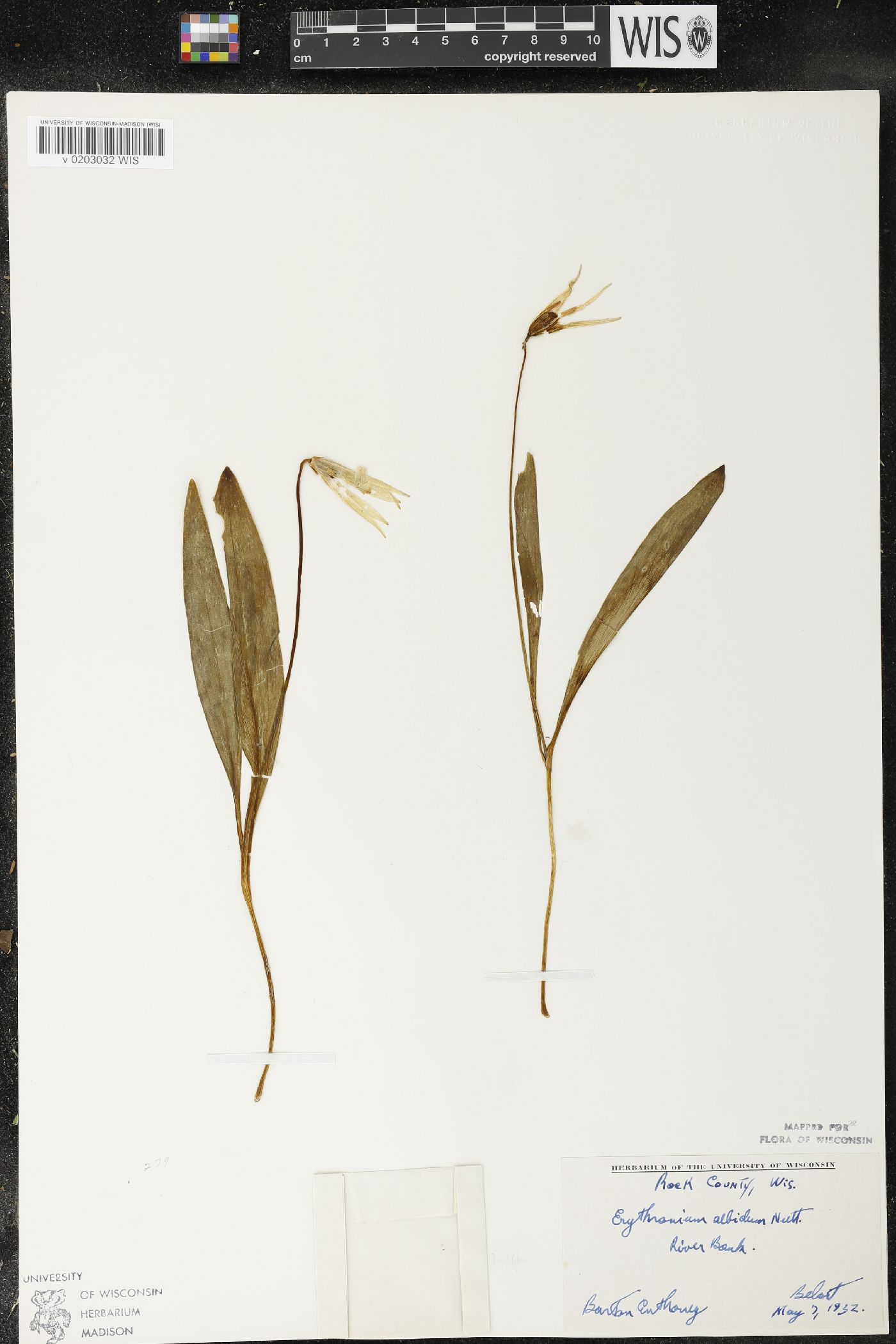 Erythronium albidum image