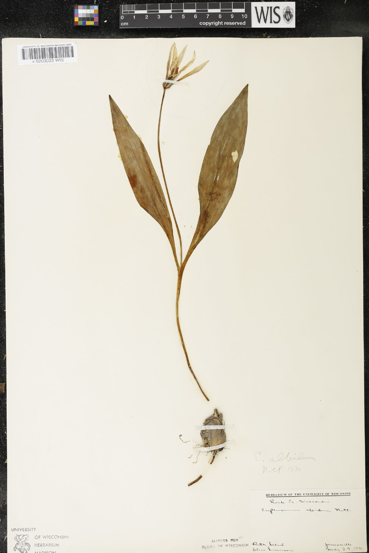Erythronium albidum image