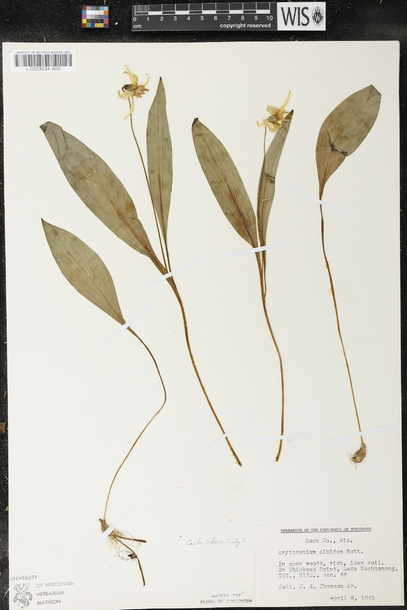 Erythronium albidum image