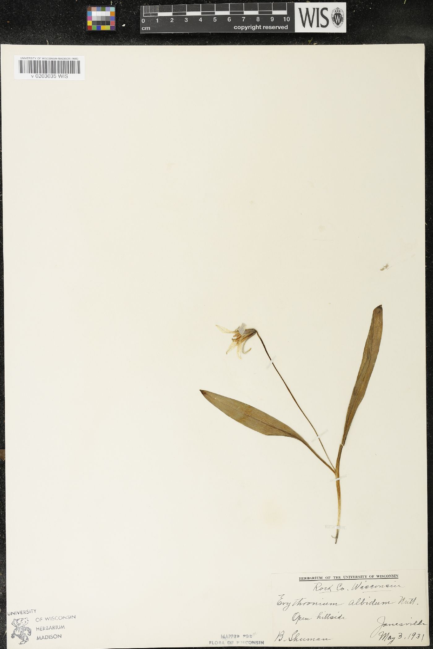 Erythronium albidum image