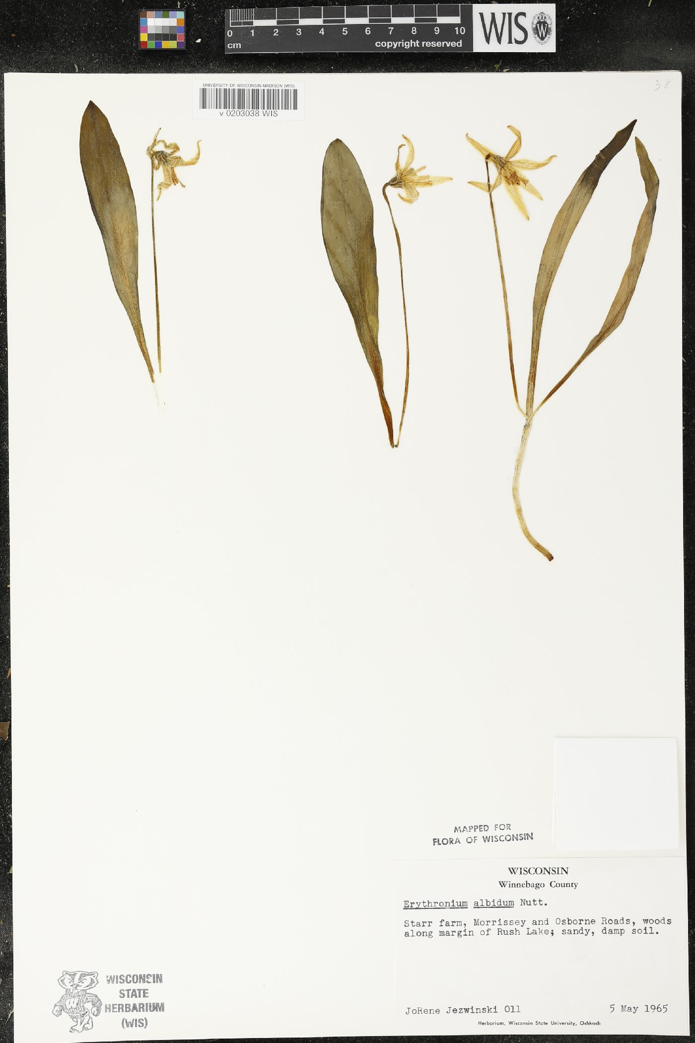 Erythronium albidum image