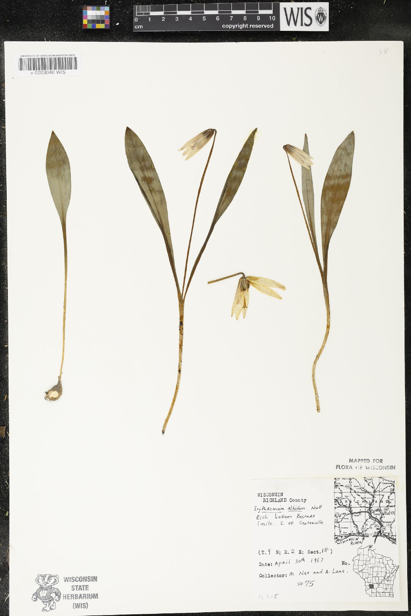 Erythronium albidum image