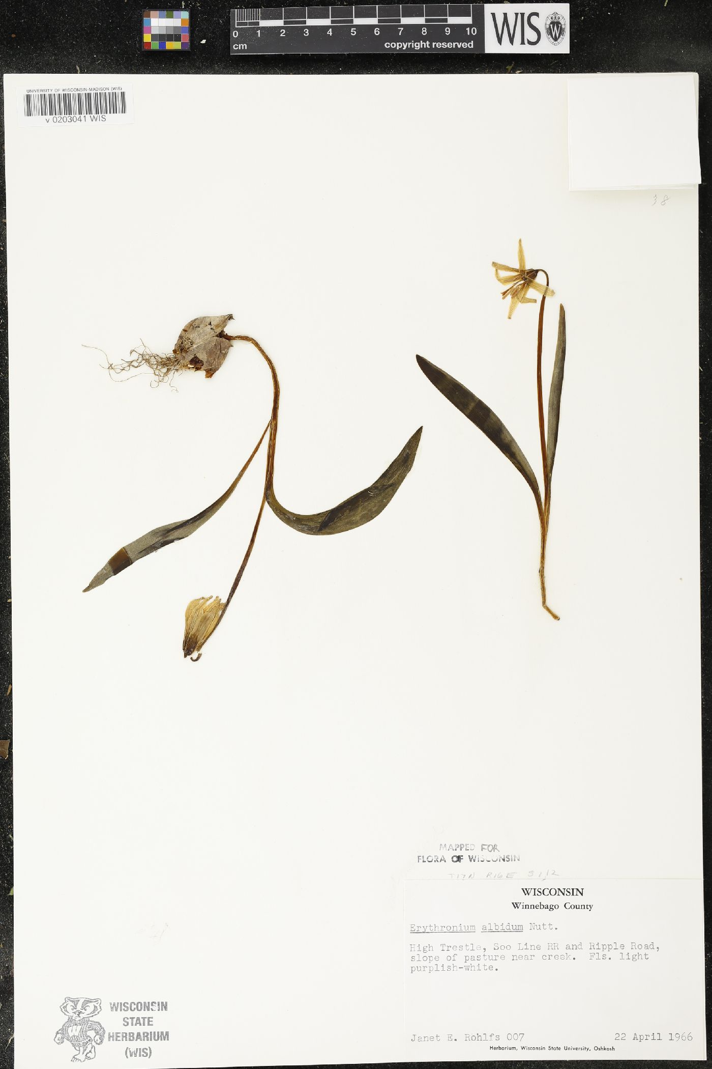 Erythronium albidum image