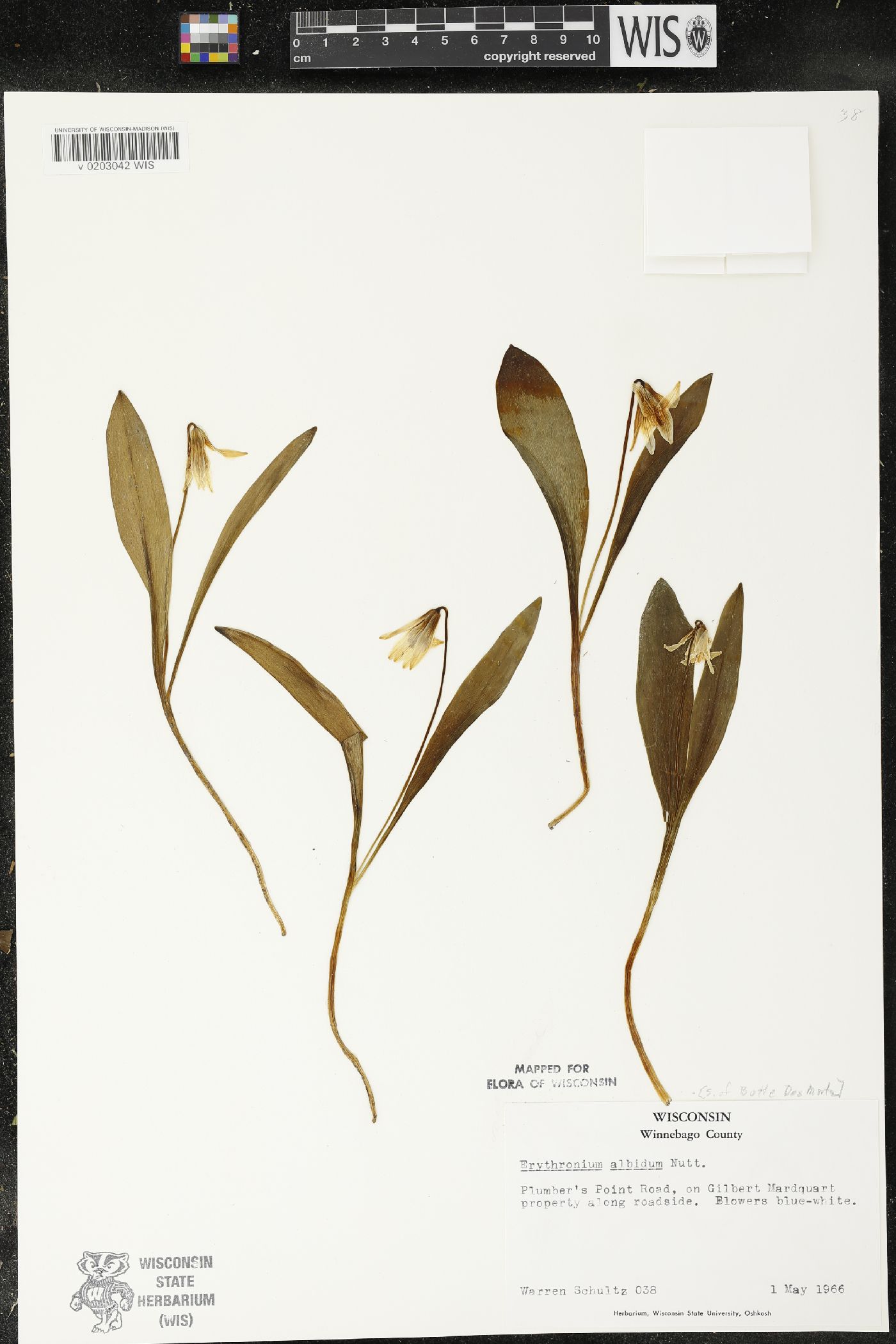Erythronium albidum image