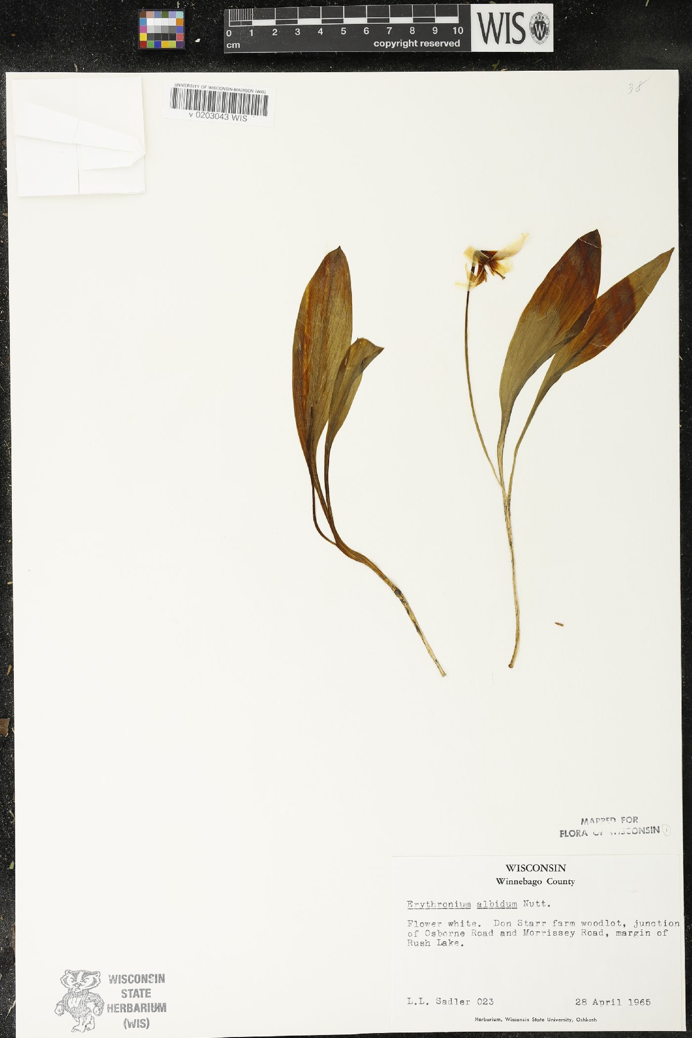 Erythronium albidum image
