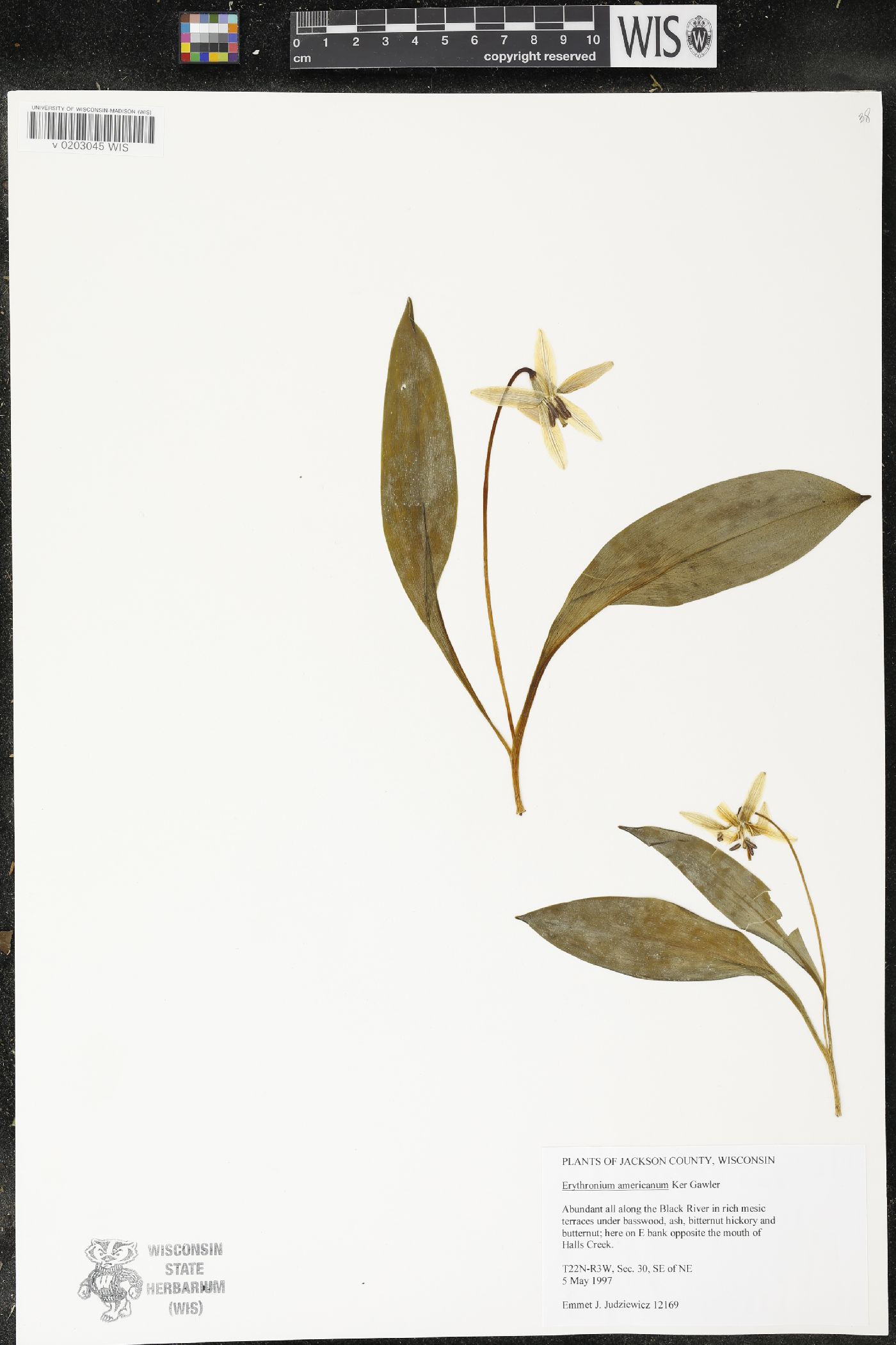 Erythronium americanum image