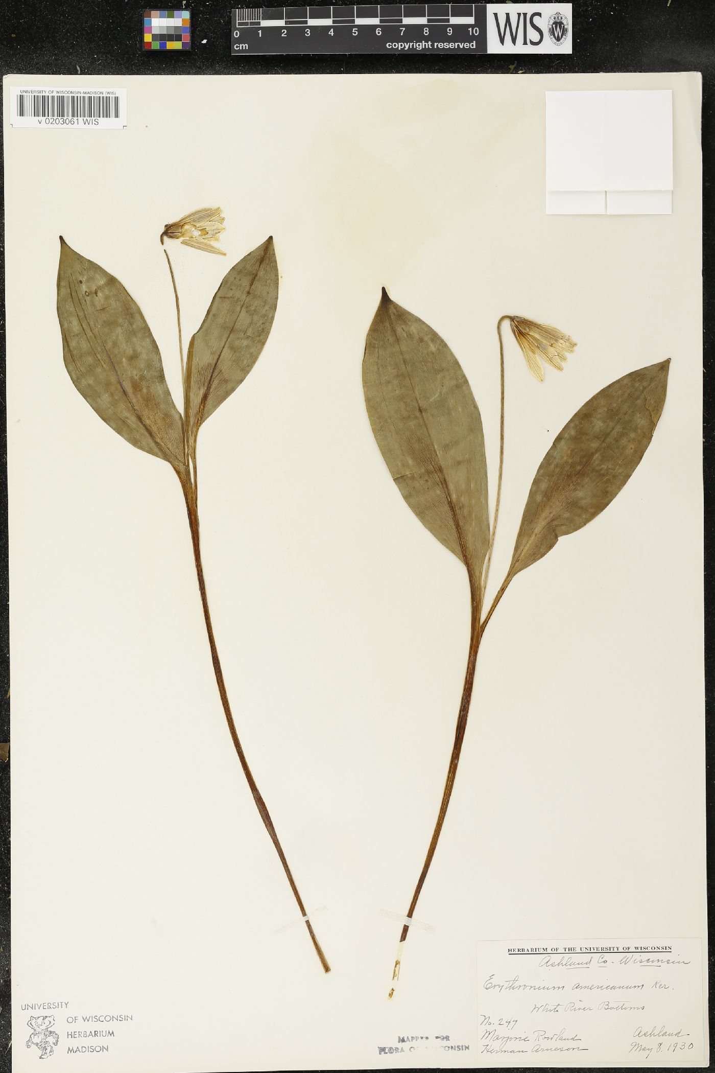 Erythronium americanum image