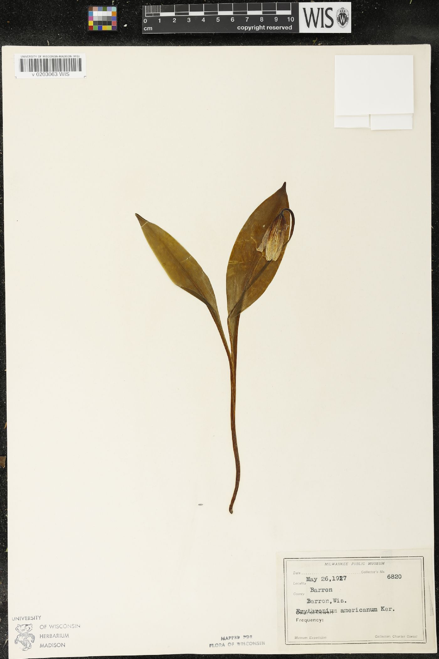 Erythronium americanum image