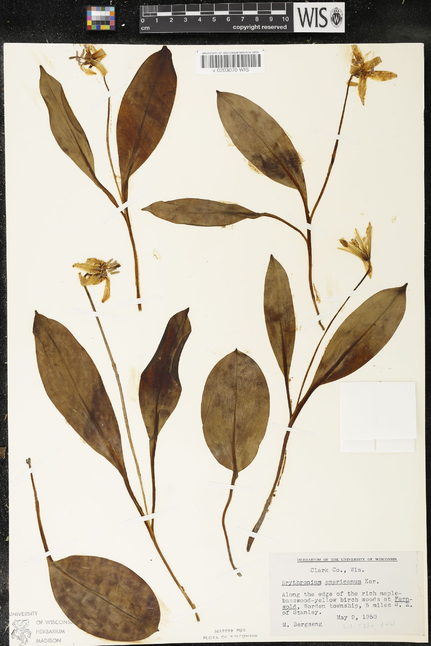 Erythronium americanum image