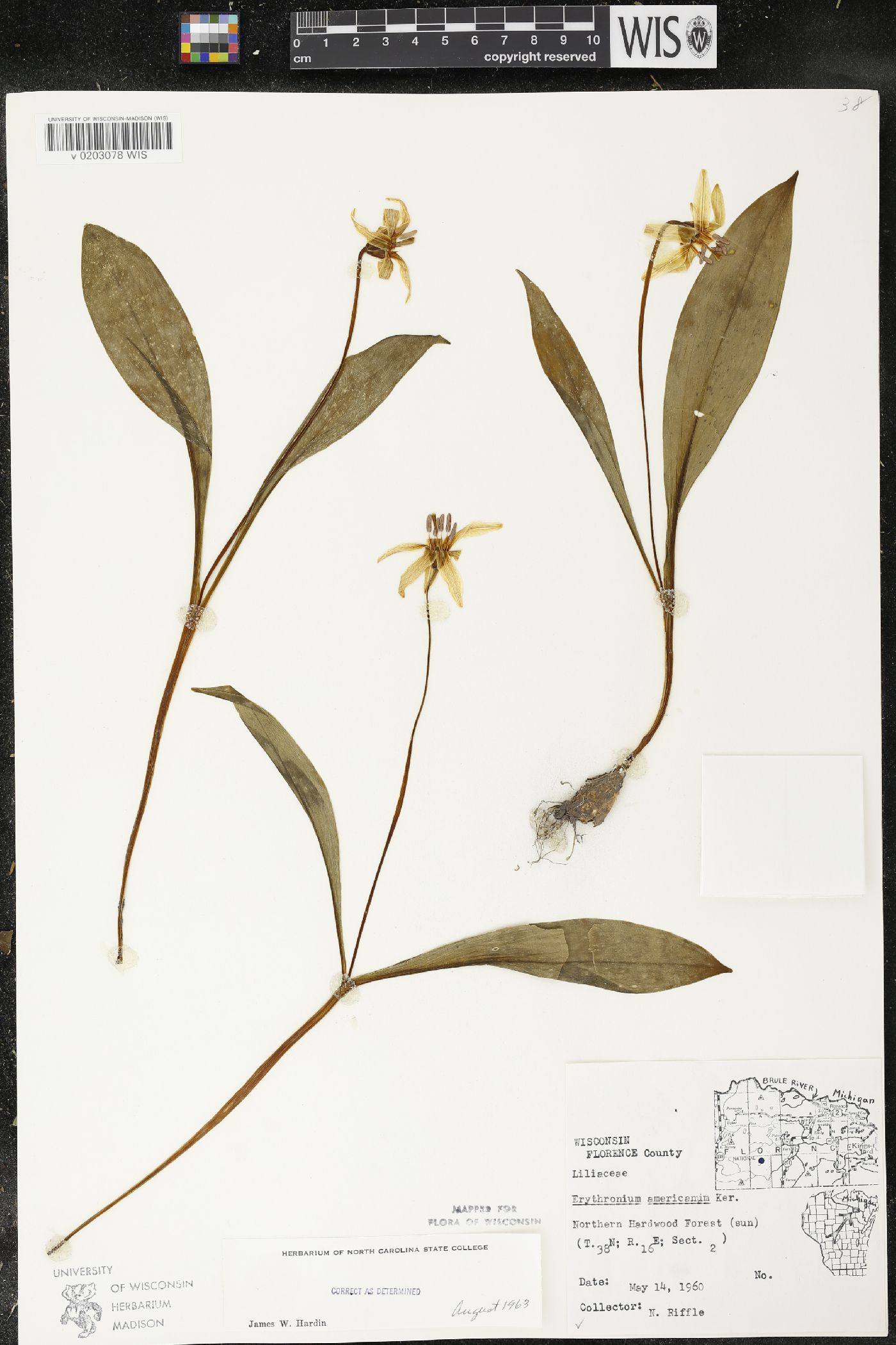 Erythronium americanum image