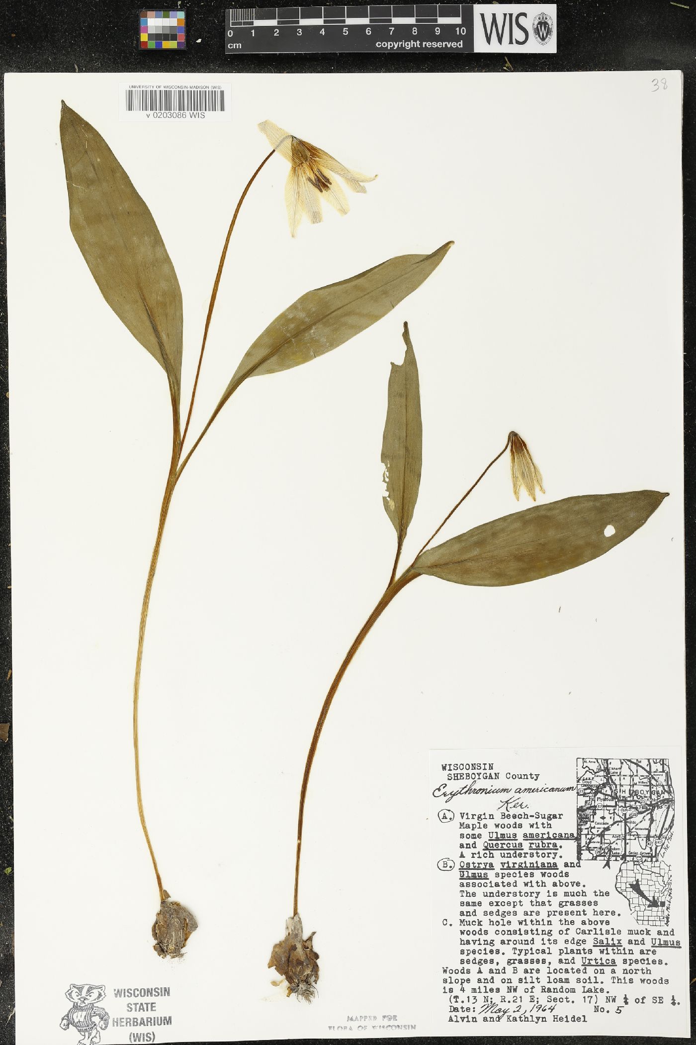 Erythronium americanum image