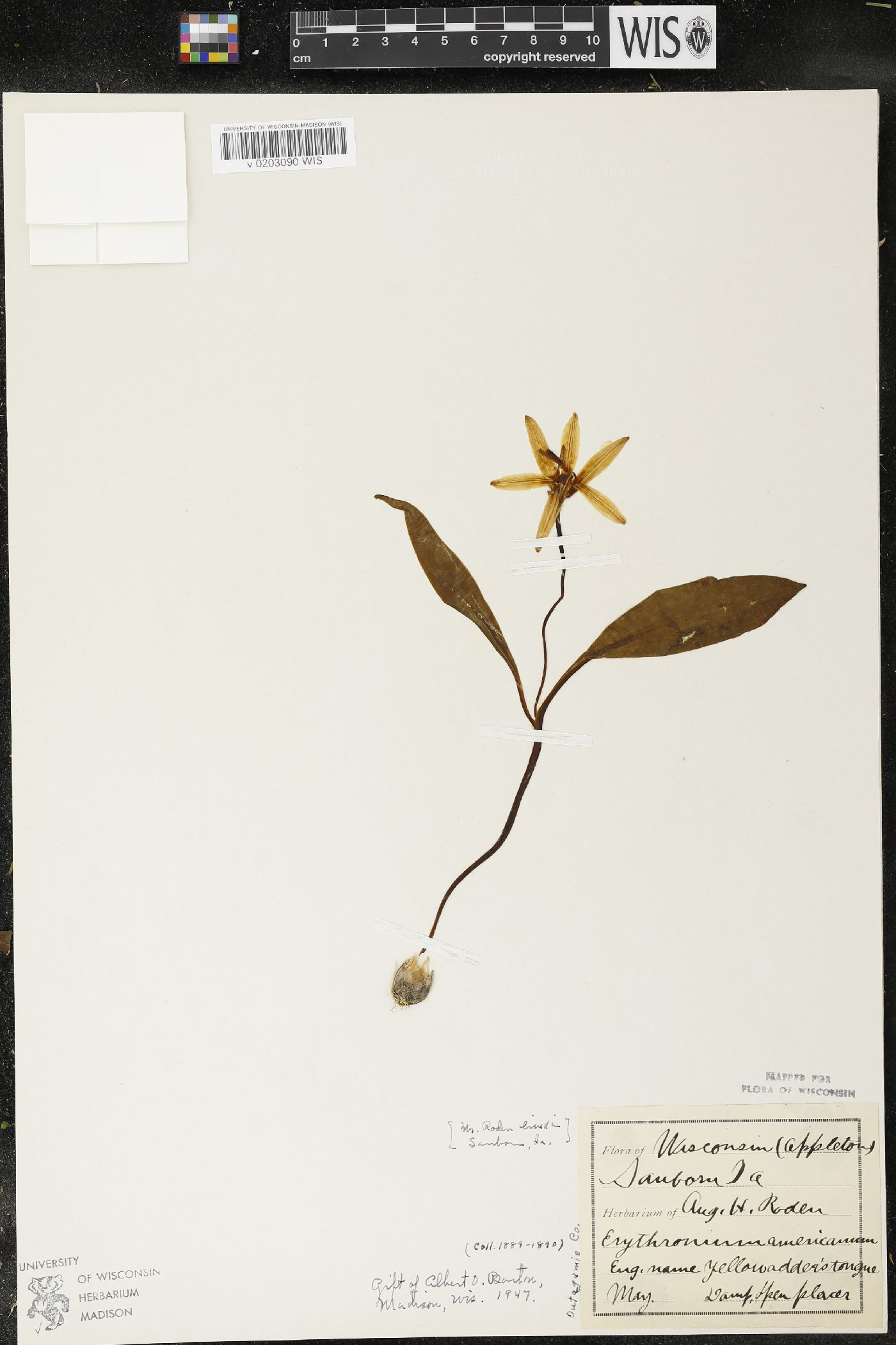 Erythronium americanum image