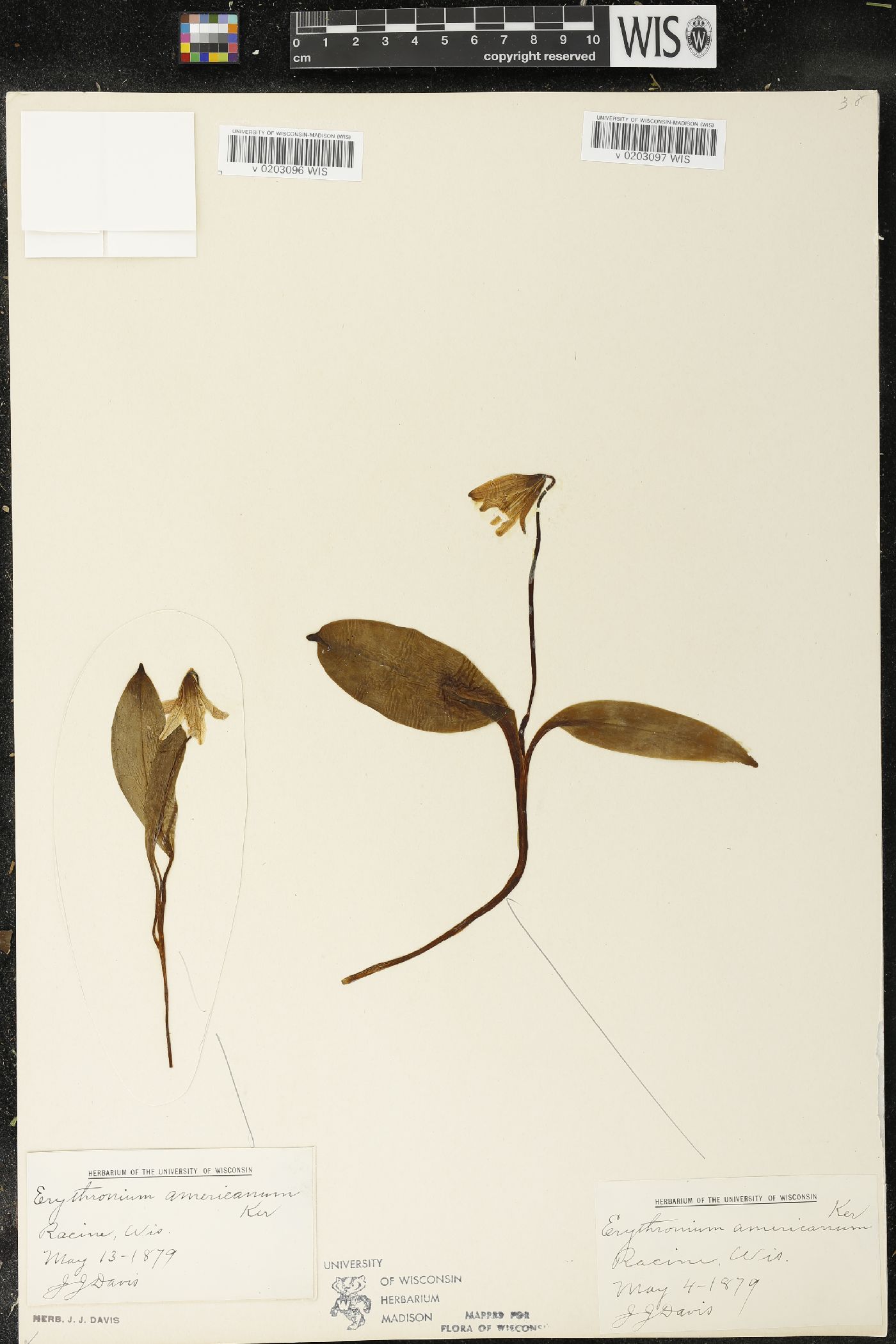 Erythronium americanum image