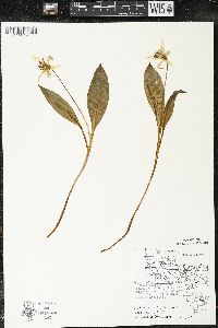 Erythronium americanum subsp. americanum image