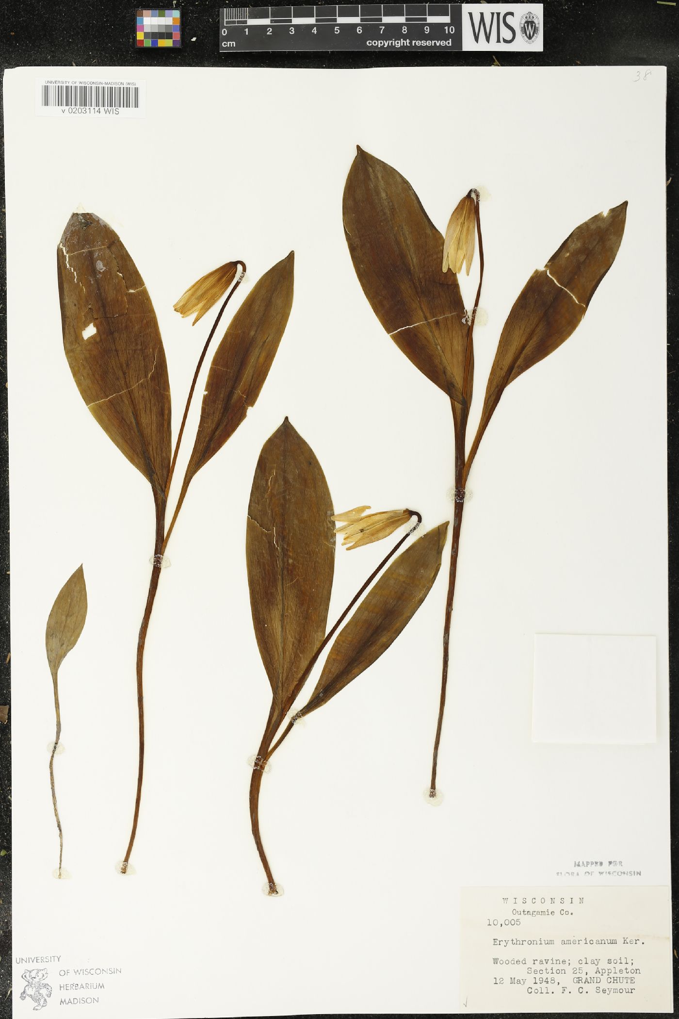 Erythronium americanum image