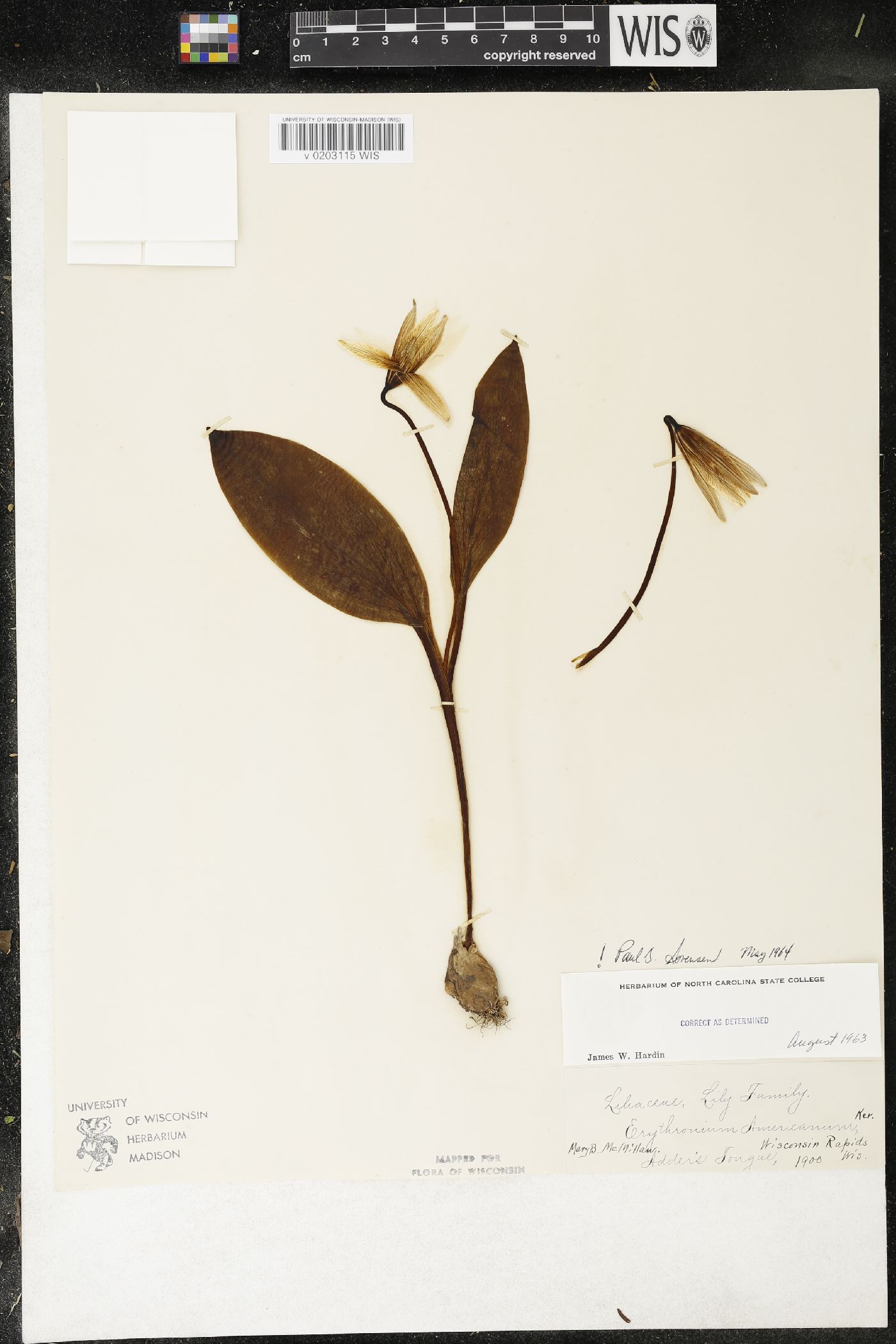 Erythronium americanum image