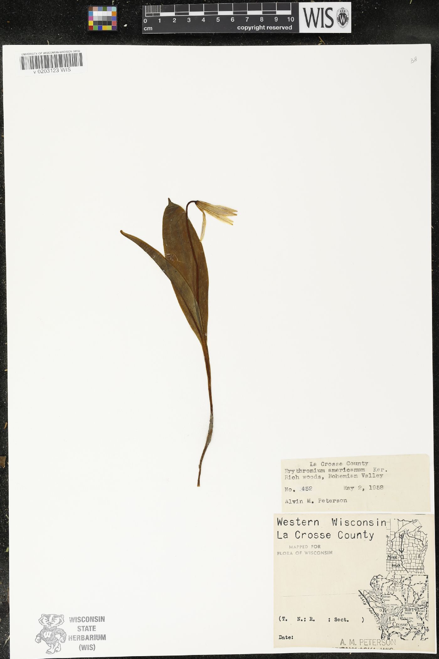 Erythronium americanum image